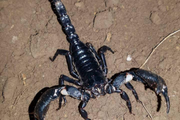 Spiders and Scorpions kaufen und verkaufen Photo: Vogelspinnen, Skorpione, Skolopender!
