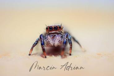 Spinnen und Skorpione kaufen und verkaufen Foto: Springspinne "Hyllus diardi" 