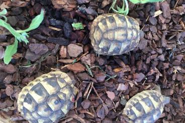 Landschildkröten kaufen und verkaufen Foto: Griechische Landschildkröten abzugeben 
