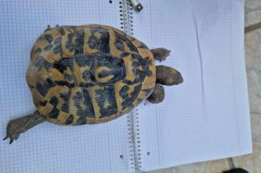 Tortoises kaufen und verkaufen Photo: 2 Männliche Landschildkröten abzugeben