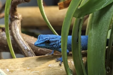Geckos kaufen und verkaufen Photo: Lygodactylus Williamsi Männchen 3.0 / Himmelblauer Zwergtagegecko 