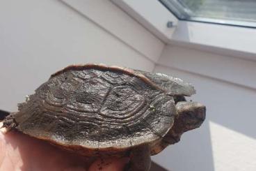Schildkröten  kaufen und verkaufen Foto: Heosemys grandis Asiatische Schildkröte 