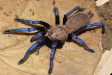 Spinnen und Skorpione kaufen und verkaufen Foto: 50 x Birupes simoroxigorum 2.Fh 
