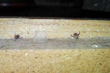 Spiders and Scorpions kaufen und verkaufen Photo: Biete Bücherskorpione / Chelifer cancroides