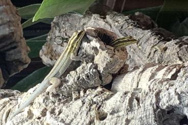 Geckos kaufen und verkaufen Photo: 1,1 Streifenzwergtaggecko (Lygodactylus kimhowelli)