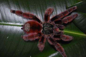 Spiders and Scorpions kaufen und verkaufen Photo: Wir lieben Art Avicularia...rufa, versicolor, bicegoi, huriana, ect...