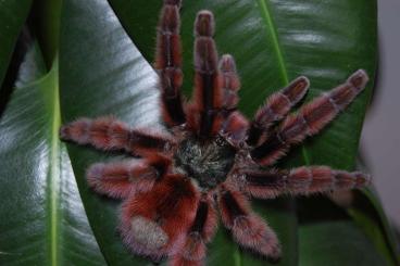 - bird spiders kaufen und verkaufen Photo: Wir lieben Art Avicularia...rufa, versicolor, bicegoi, huriana, ect...