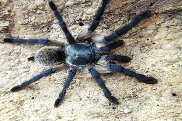 Spinnen und Skorpione kaufen und verkaufen Foto: SpidersForge For Weinstand 04.05/Verona 12.05/ Female and Male 