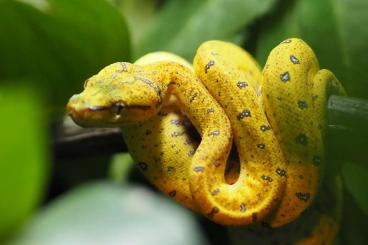 Pythons kaufen und verkaufen Foto: Morelia azurea / Viridis - Baumpython