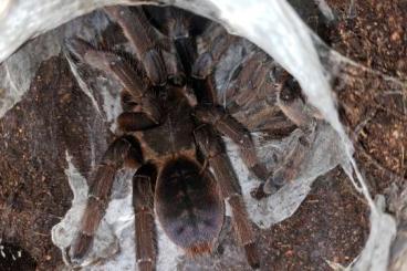 Spiders and Scorpions kaufen und verkaufen Photo: Weinstadt table 53.                    