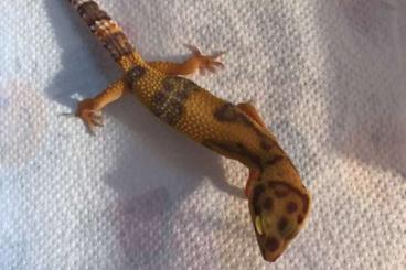 Geckos kaufen und verkaufen Photo: Leopardgecko-Jungtiere Nachzucht 2019