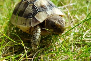 Tortoises kaufen und verkaufen Photo: Breitrandschildkröten NZ 2020